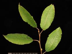 Salix caprea. Upper leaf surfaces.
 Image: D. Glenny © Landcare Research 2020 CC BY 4.0